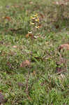 Smallflower fumewort